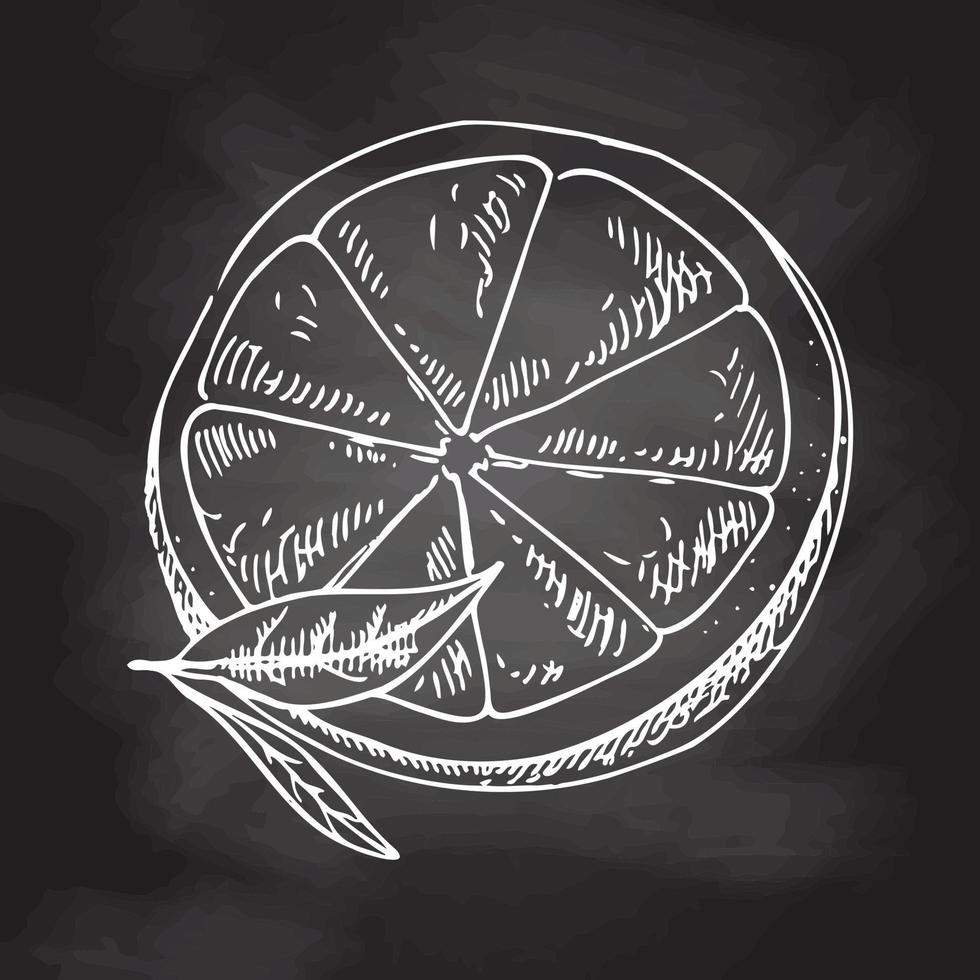 Hand drawn vector lemon sketch. Blossom plant with two leaves. Lemon half. Orange, lime, grapefruit. White sketch isolated on black chalkboard. Icons and elements for print, labels, packaging.