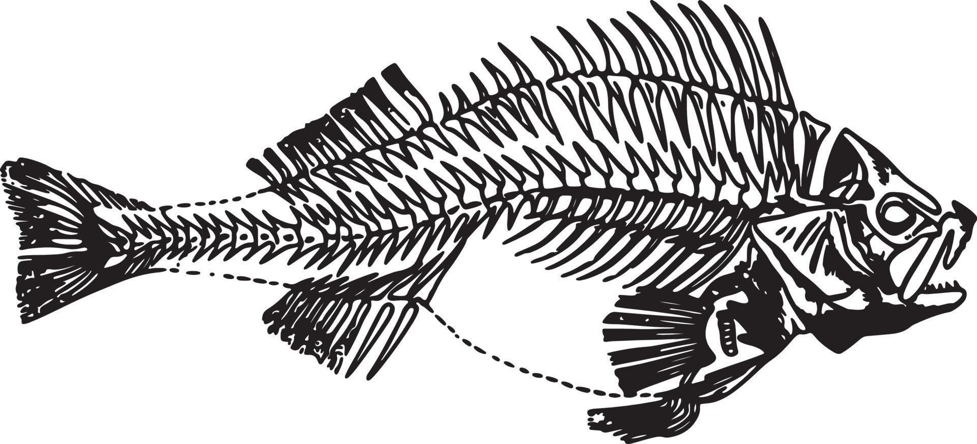 silueta de vector de esqueleto de pescado en un estilo plano