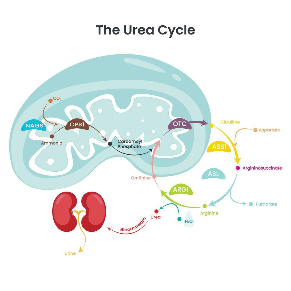 ciclo de la urea vía de reacción bioquímica que produce urea a partir de amoníaco vector