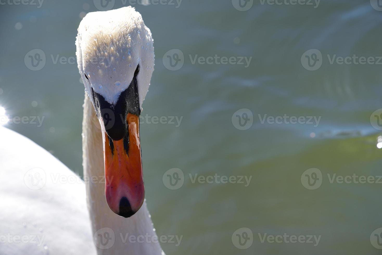 A portrait of a white swan seen in a body of water against a backlight. You can see the head, the beak and the neck photo