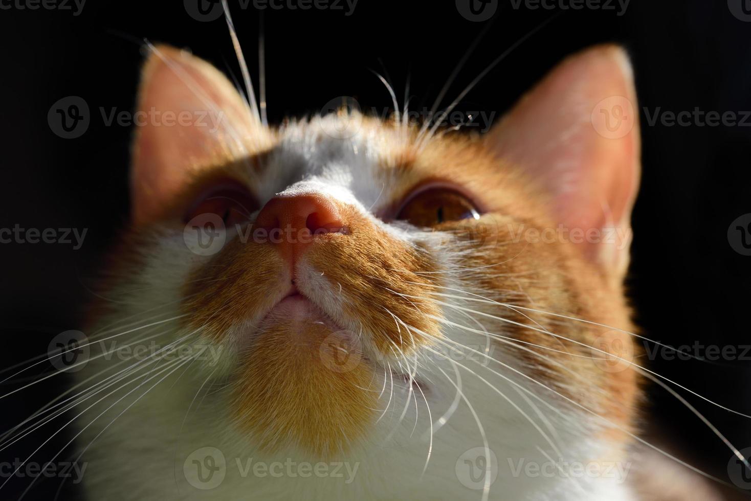 Close-up of a cat's head looking up curiously against a dark background photo