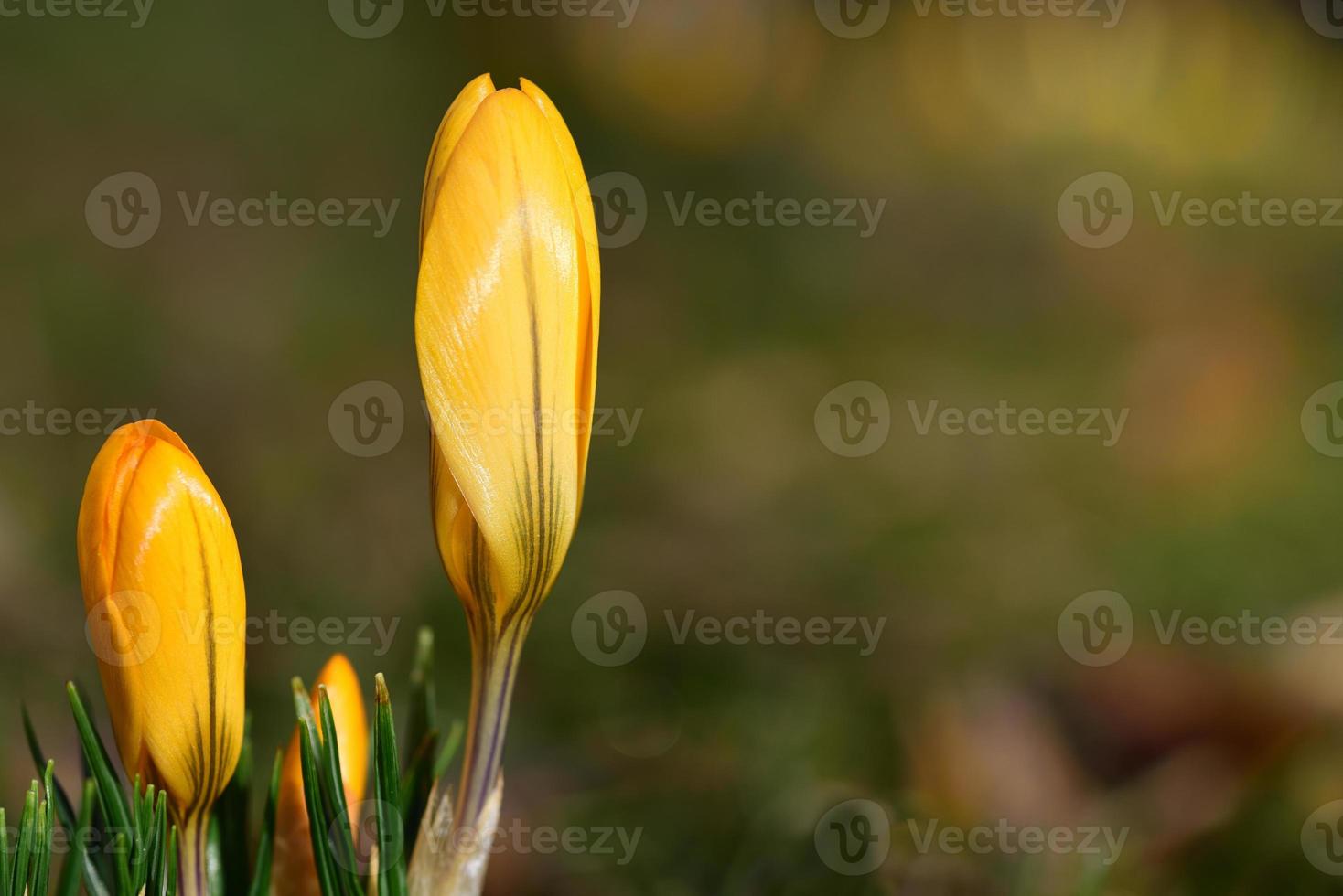 In spring, yellow crocus with yellow pollen grows in a meadow photo