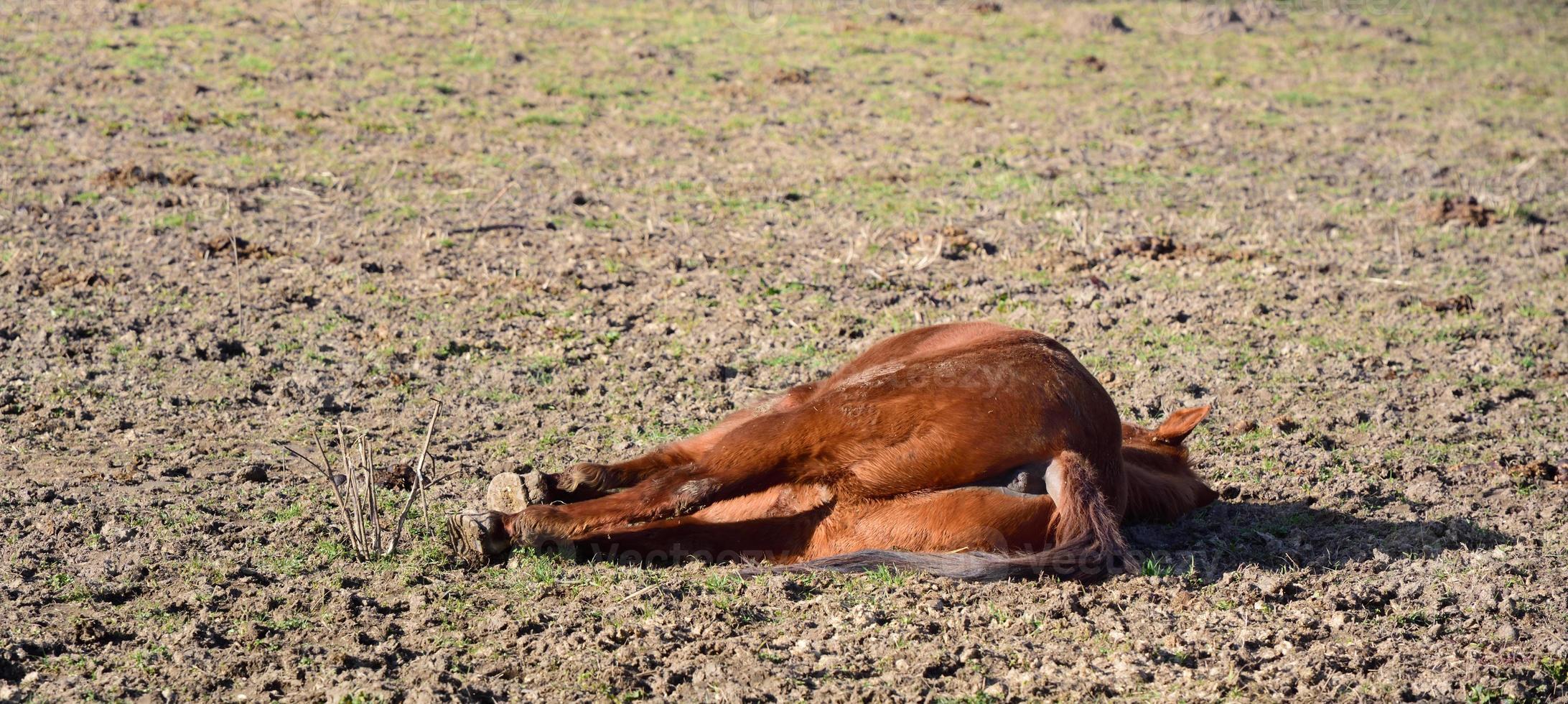 A tired or exhausted brown horse lies on the ground with its buttocks towards the viewer and appears to be asleep photo