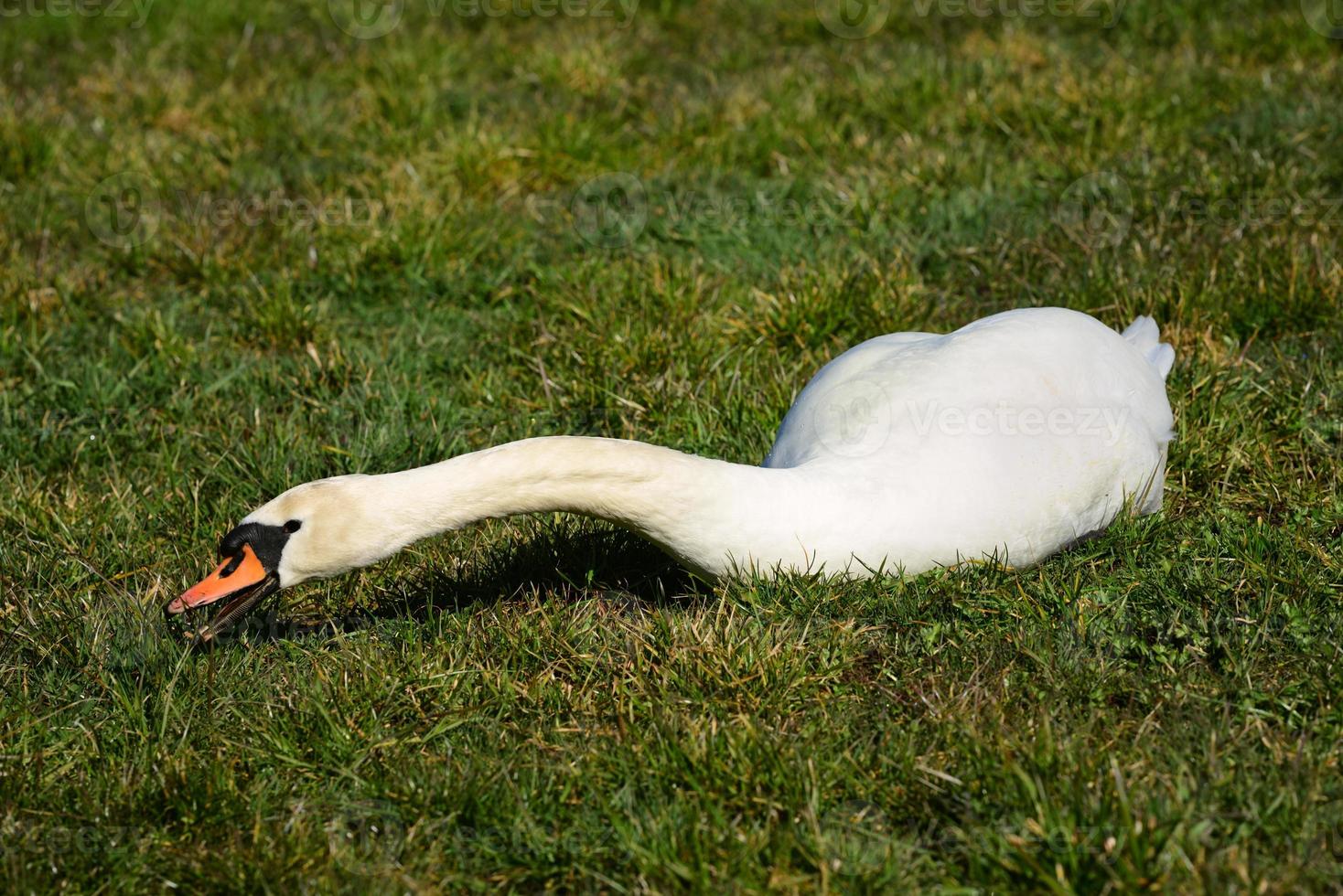 A white swan sits in a meadow and tries to eat grass with its long neck photo