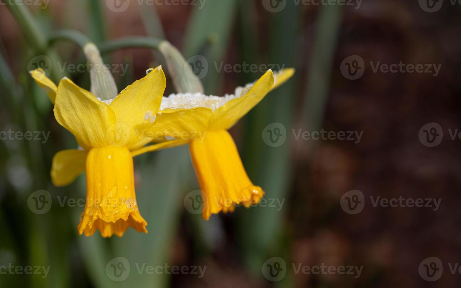 Close up of yellow daffodils covered in ice and snow in spring photo