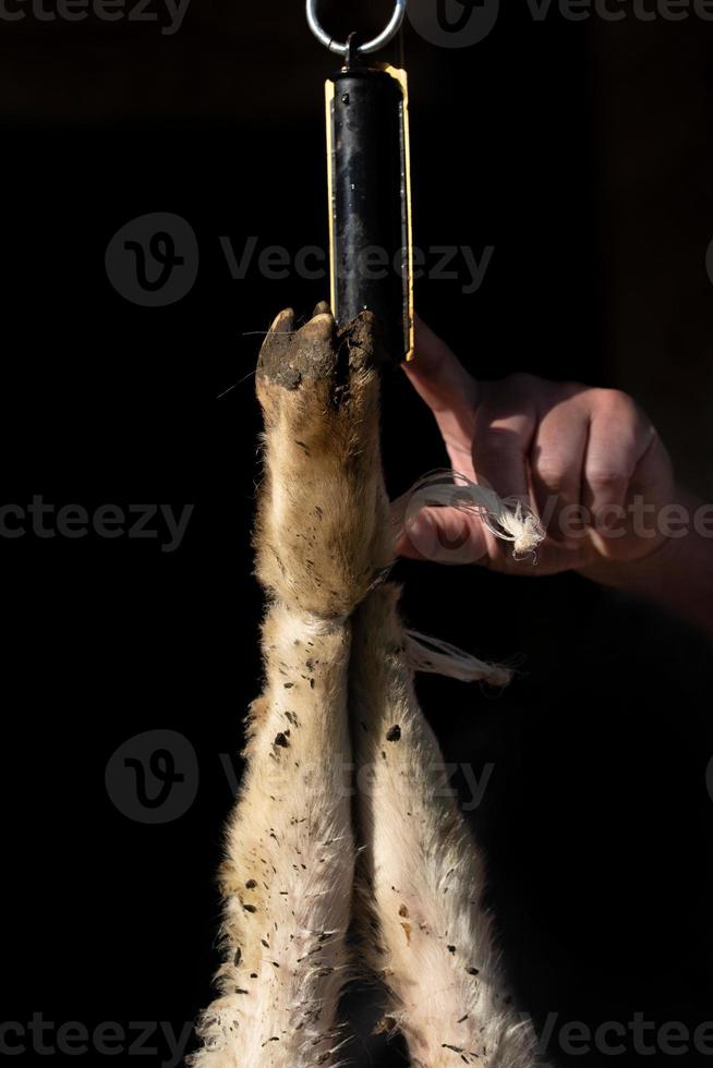 Detail of the feet of a slaughtered lamb hanging from spring scales. The weight is displayed with the hand photo