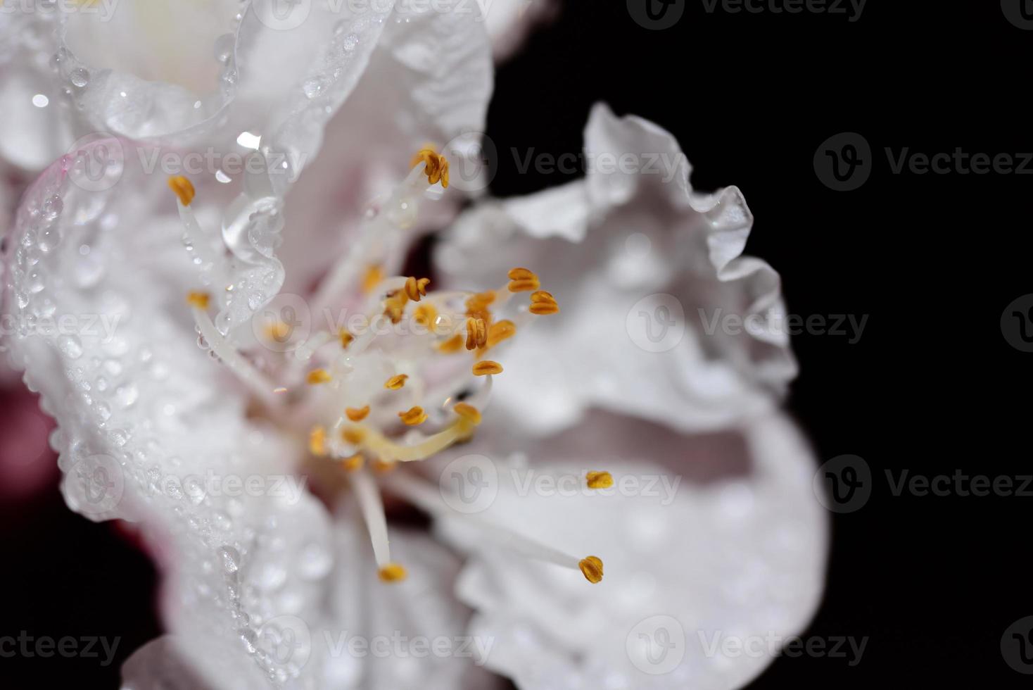 Close up of delicate fresh apricot blossoms, against a dark background, with water droplets photo