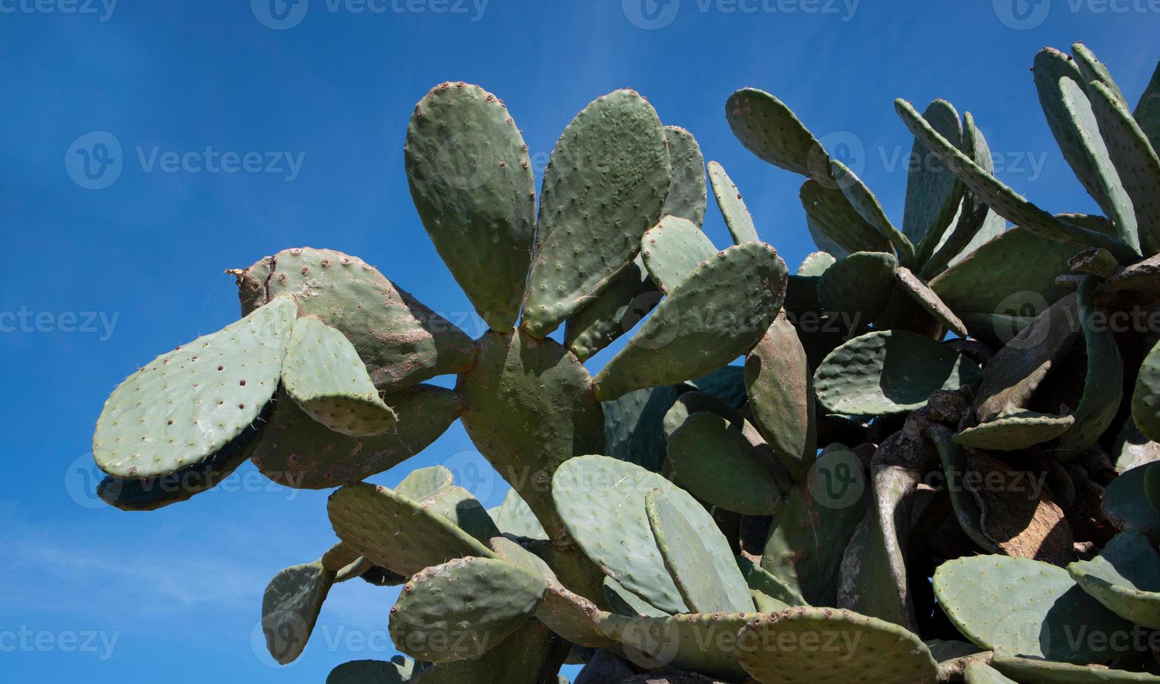 Close up of prickly pear leaves against a blue sky in spring in Sicily photo