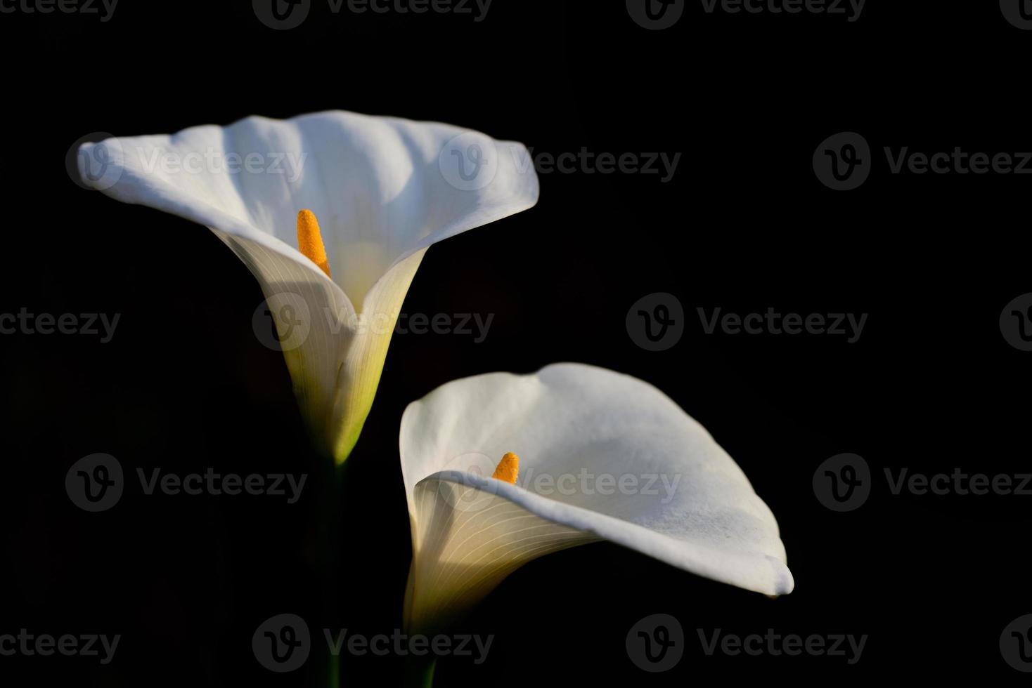 two white flowers of Zantedeschia aethiopica, commonly known as calla lily and arum lily, against a dark background photo
