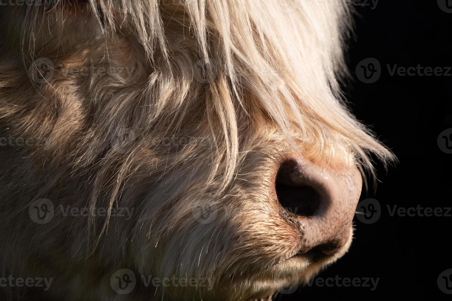 Detail shot of a Scottish highland cattle. You can see the snout and long fur against a dark background. photo