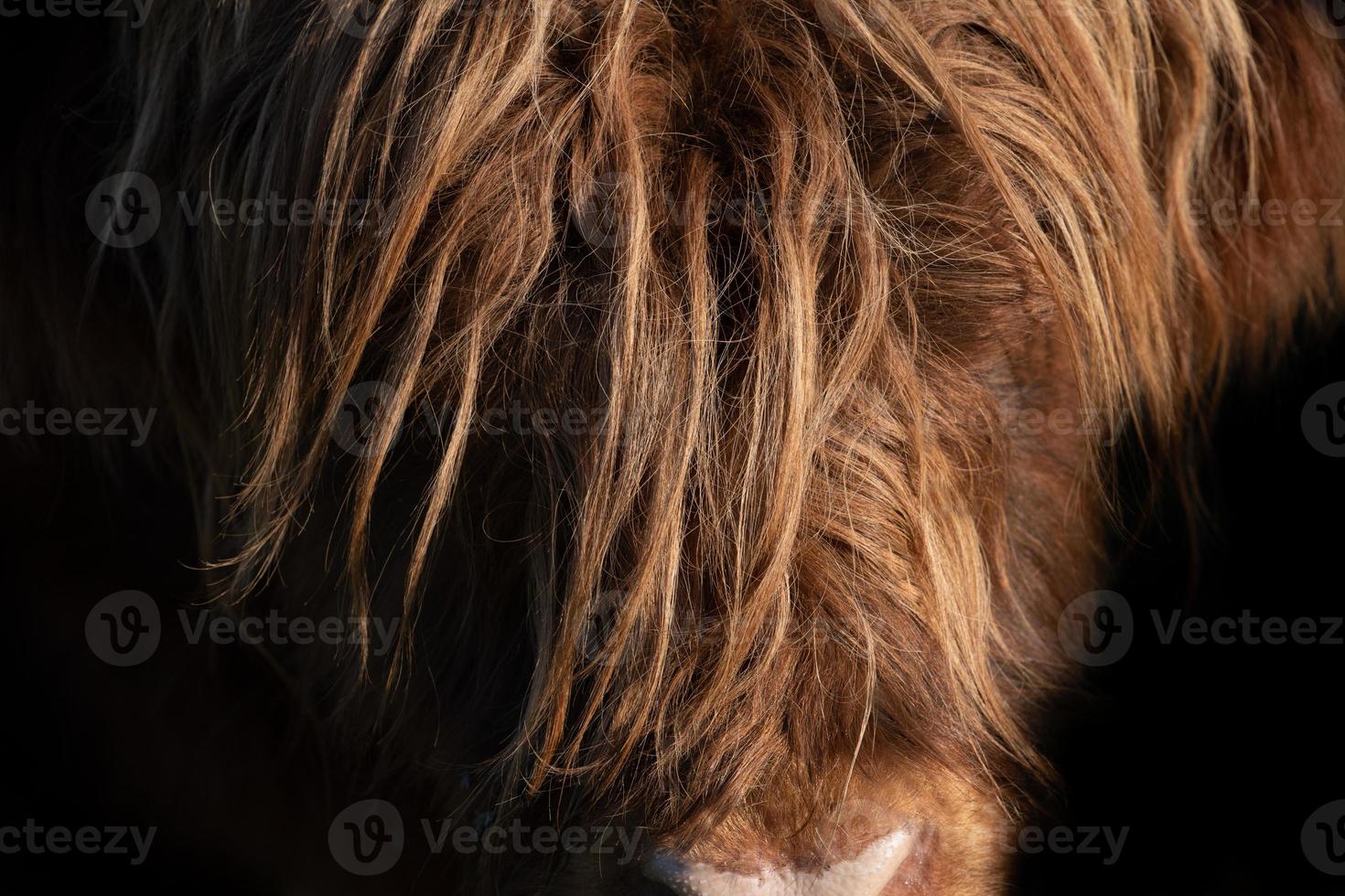 Detail shot of a Scottish highland cattle. You can see the brown forehead with lots of long hair emerging from the darkness photo