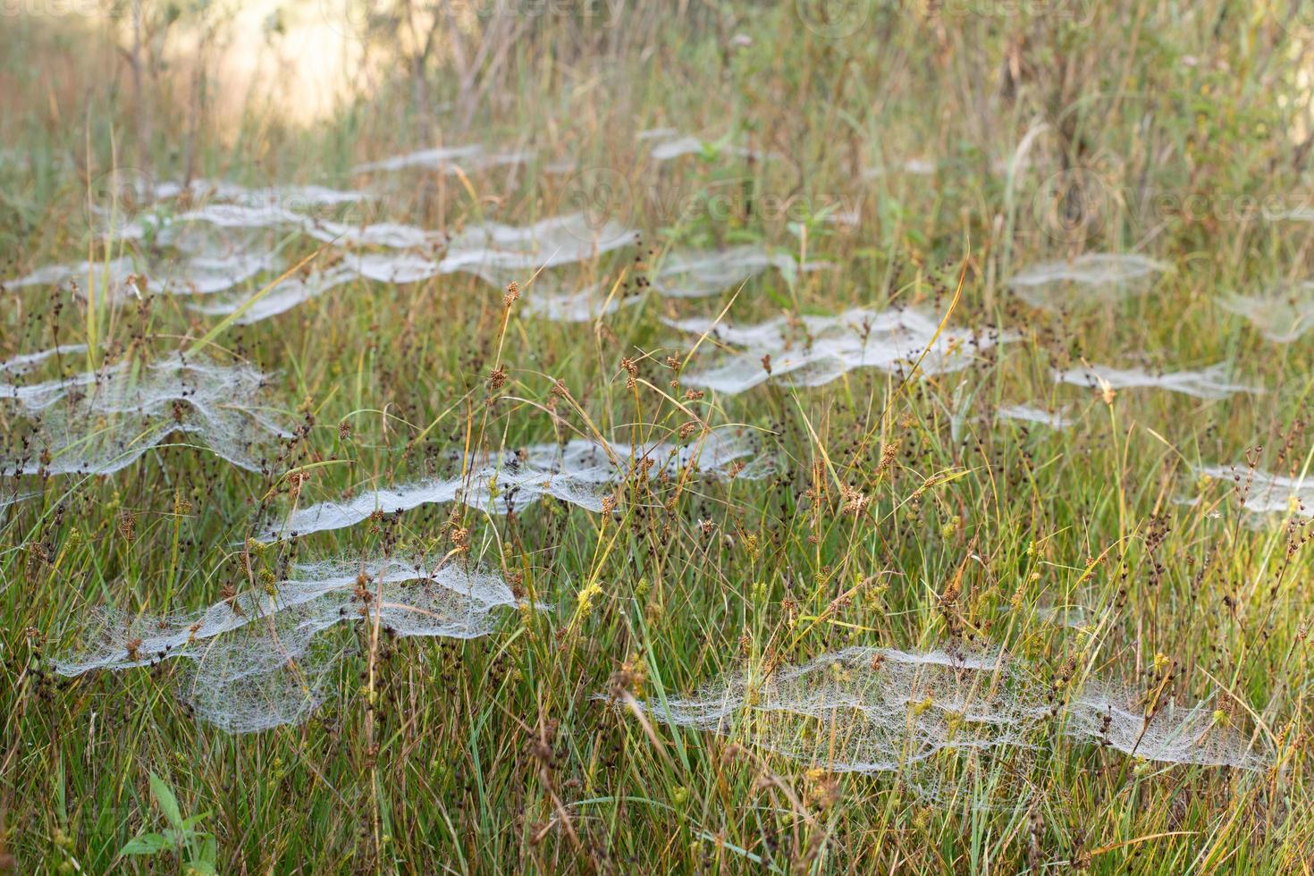 In autumn there are many white delicate cobwebs on a dewy meadow. The sun is rising in the background. photo