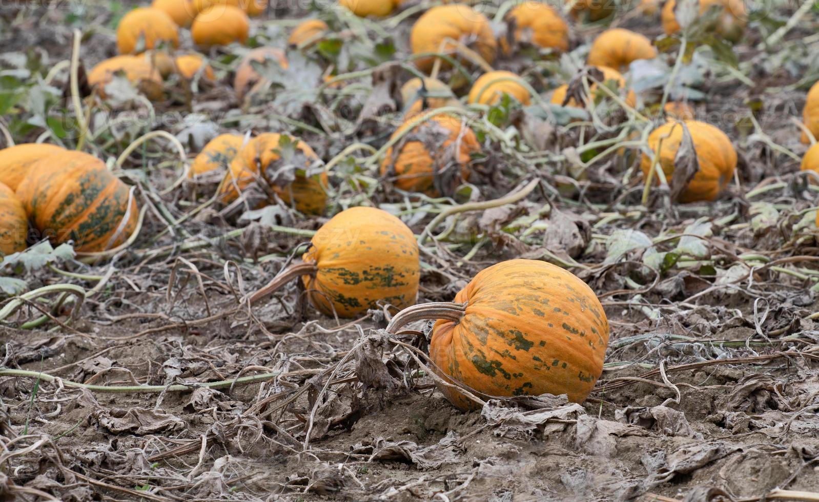 Many ripe yellow pumpkins lie side by side in a field. The leaves have withered. The earth is brown. photo