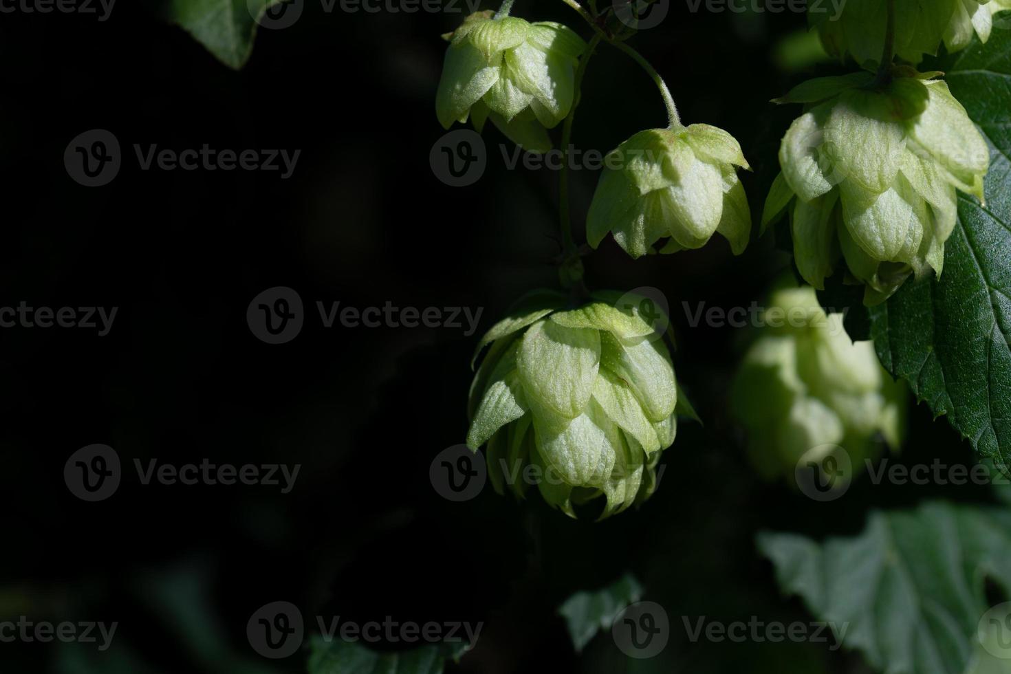 Close up of green hop flowers hanging against dark background in nature. There is space for text photo