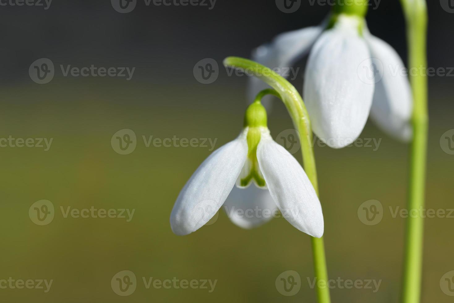 Close up of delicate little white snowdrops growing in a meadow in spring photo