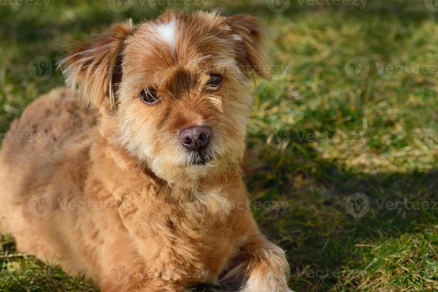 A small brown mongrel dog sits on a green meadow in springtime and looks into the camera photo