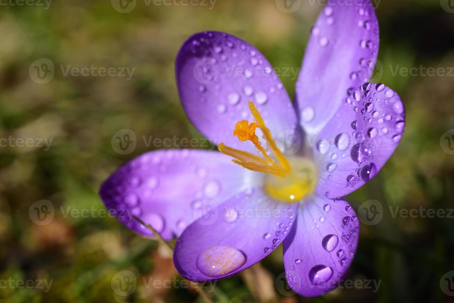 In spring, a purple crocus blooms in a meadow and is covered with water droplets photo
