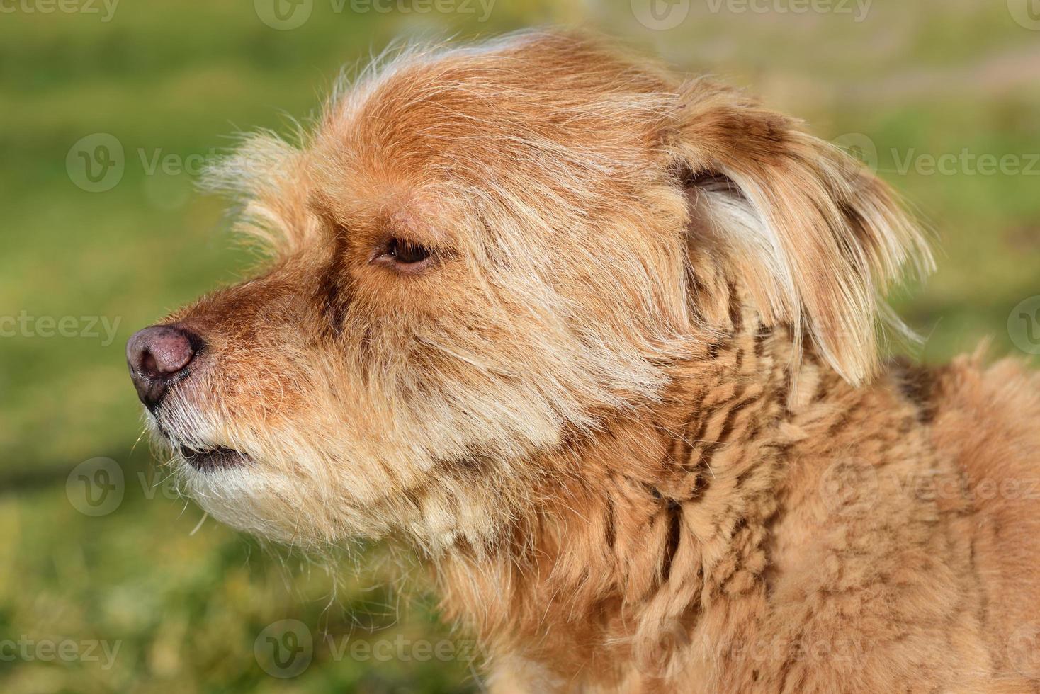 Portrait of a small brown hairy mixed breed dog looking forward critically photo
