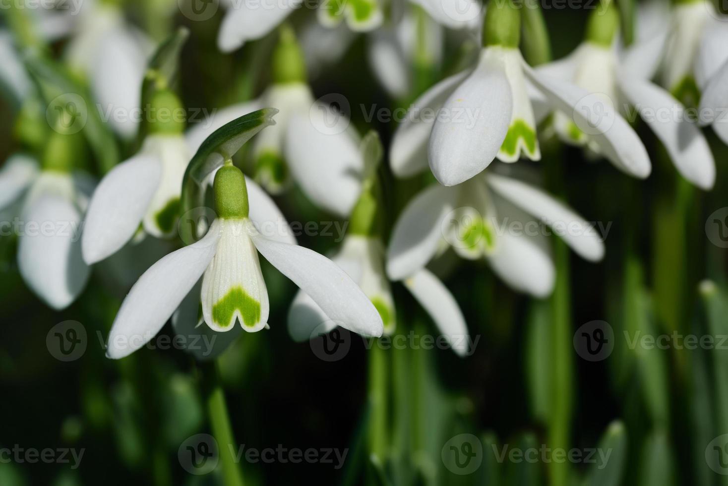 In the spring, many white little snowdrops bloom in the green grass photo