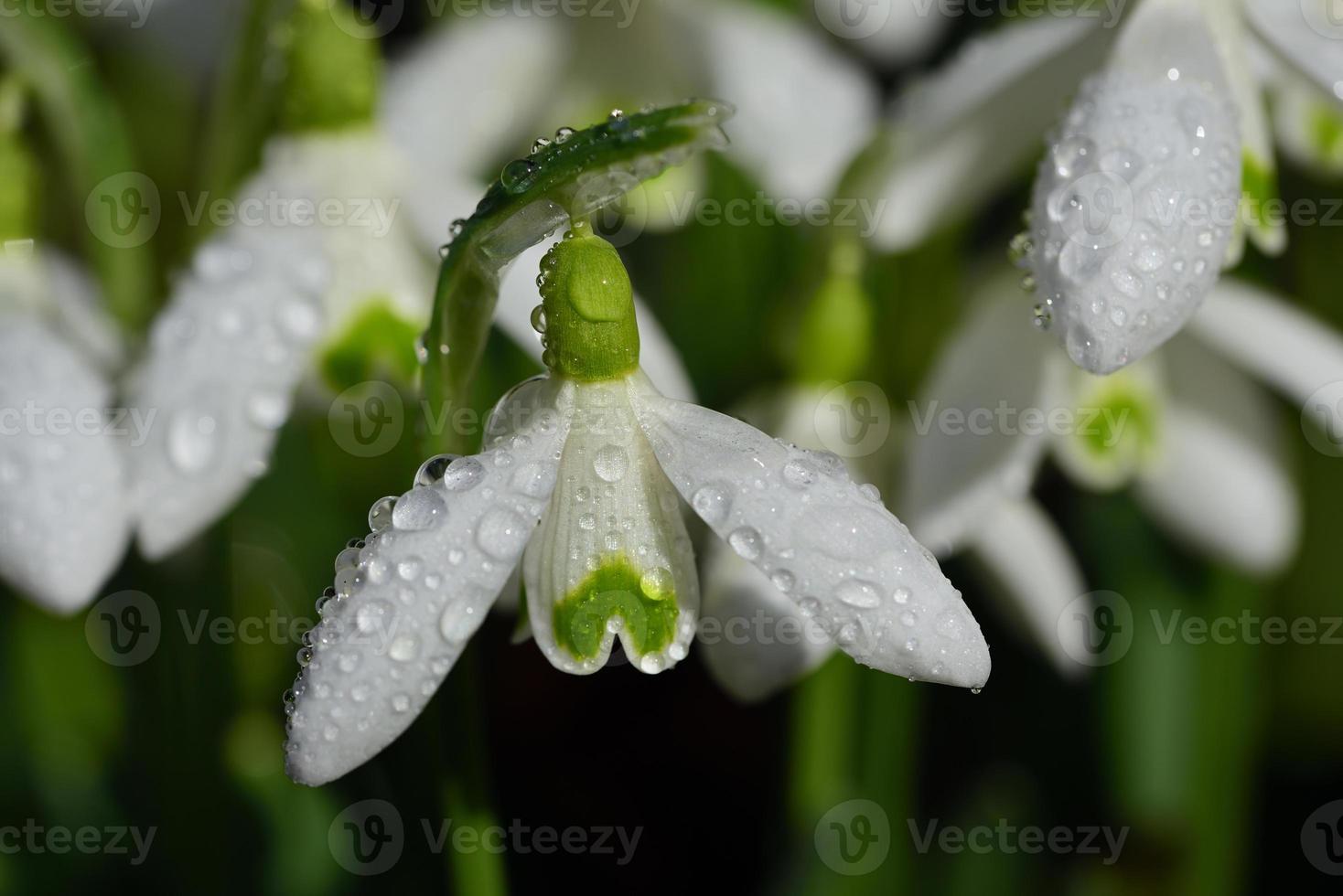Close up of a white delicate snowdrop with lots of water droplets in spring photo