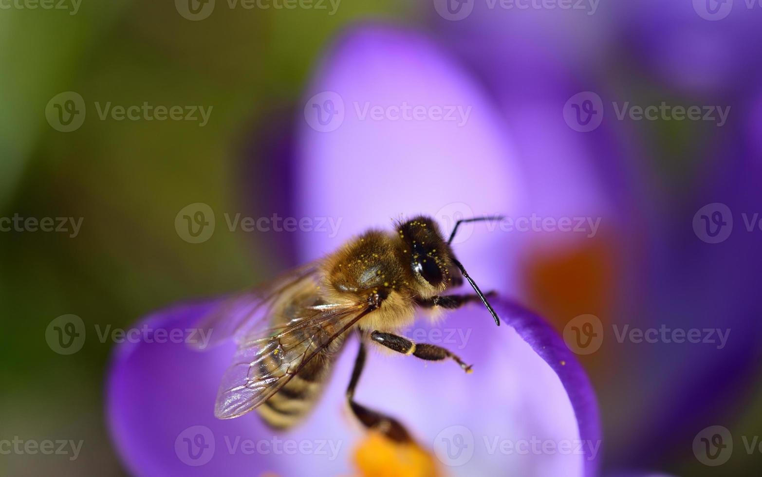 A honey bee collects pollen from a purple crocus in a meadow in Bavaria in springtime photo