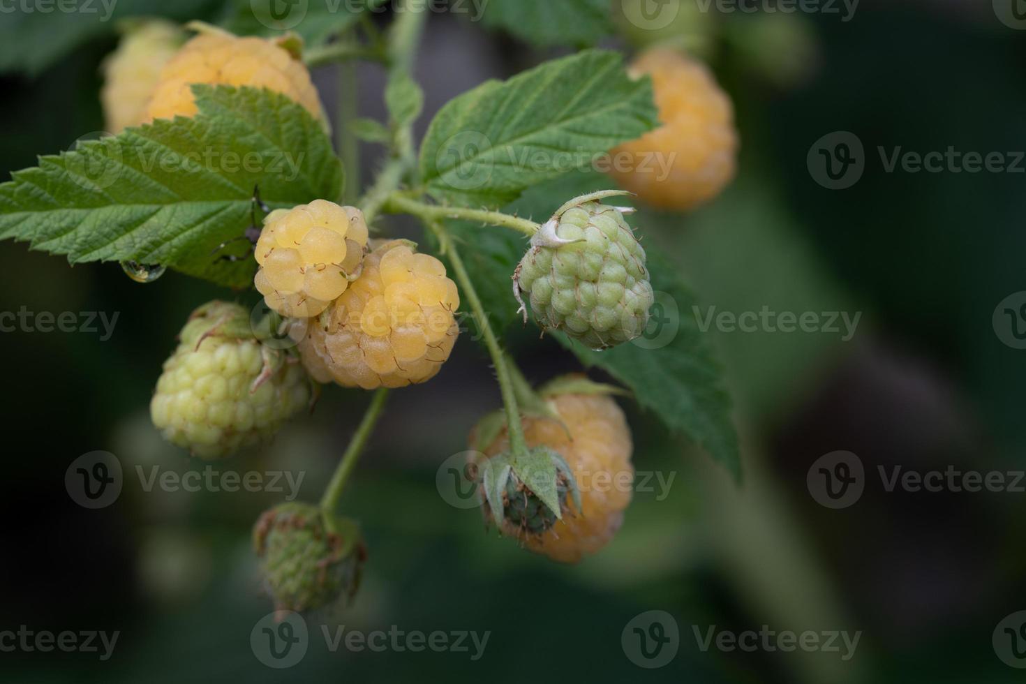 Close up of ripe and unripe yellow raspberries hanging on the bush against a green background photo