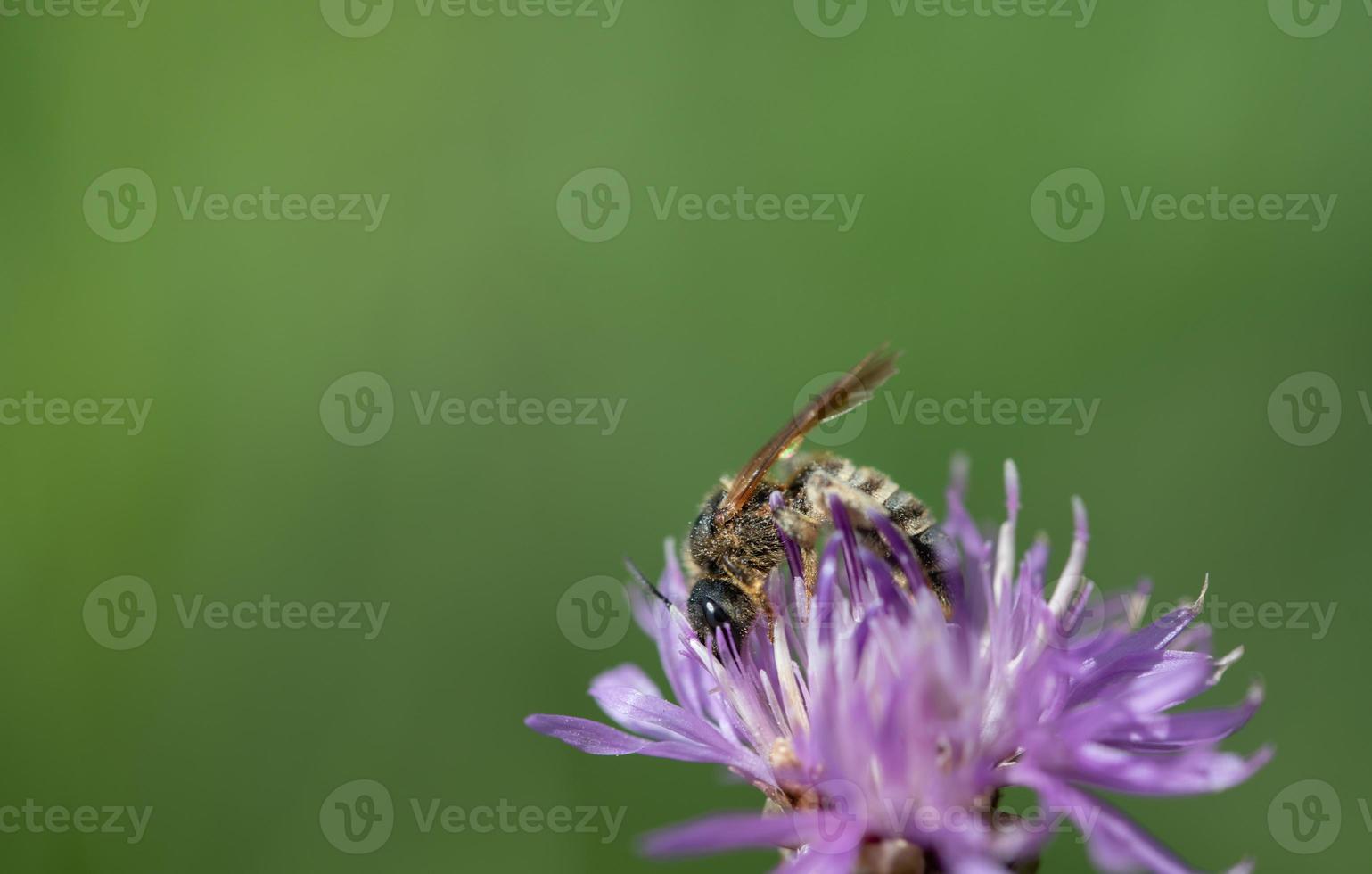 Close-up of a small wild bee against the light. The bee is looking for food and pollen on a purple wildflower. There is space for text. photo