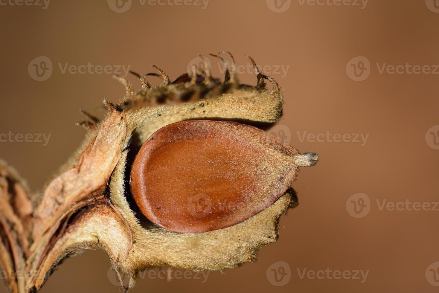 Close-up of the seeds of a beech tree, which is protectively embedded in its shell photo