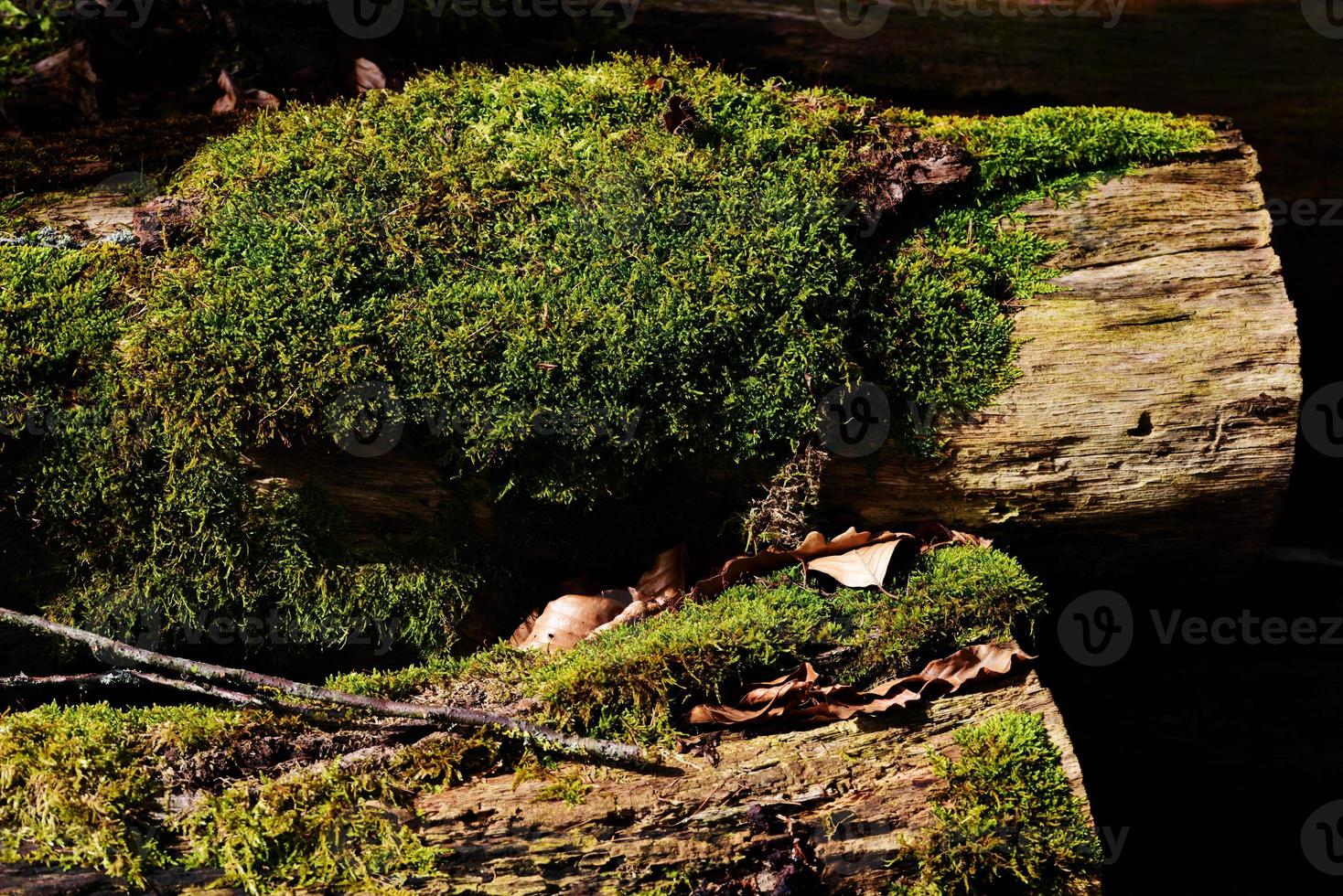 Green moss grows on weathered tree trunks in the forest photo
