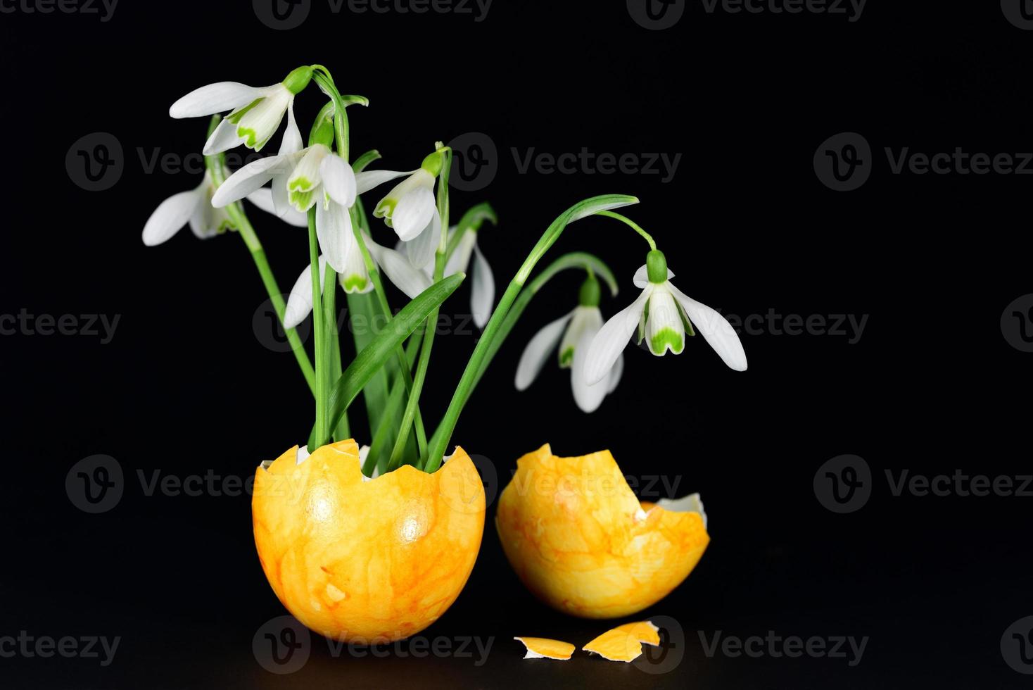 Many white fresh snowdrops grow from a yellow eggshell against a dark background photo