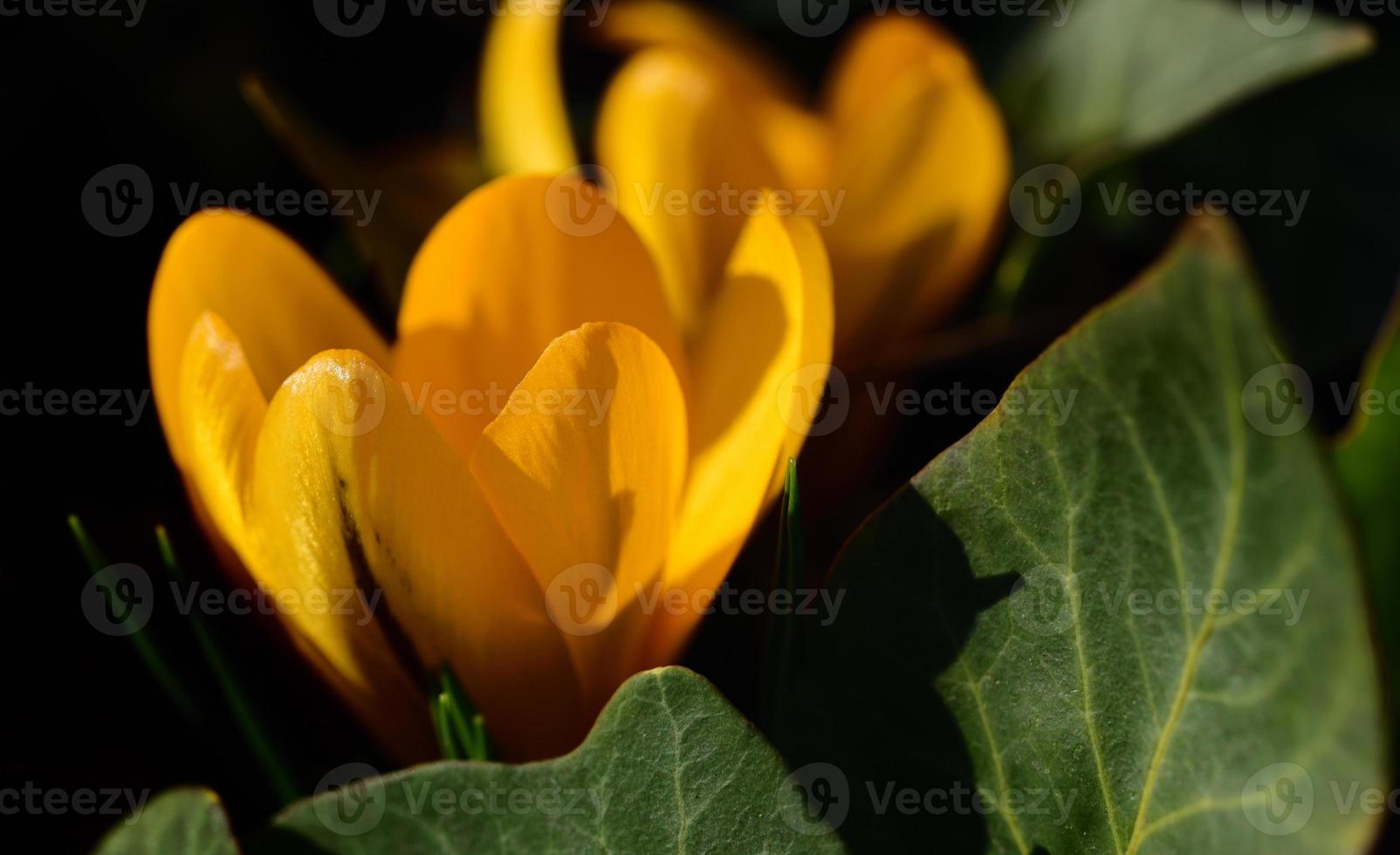 In spring, the crocus blooms yellow and bright between the green leaves of the ivy photo