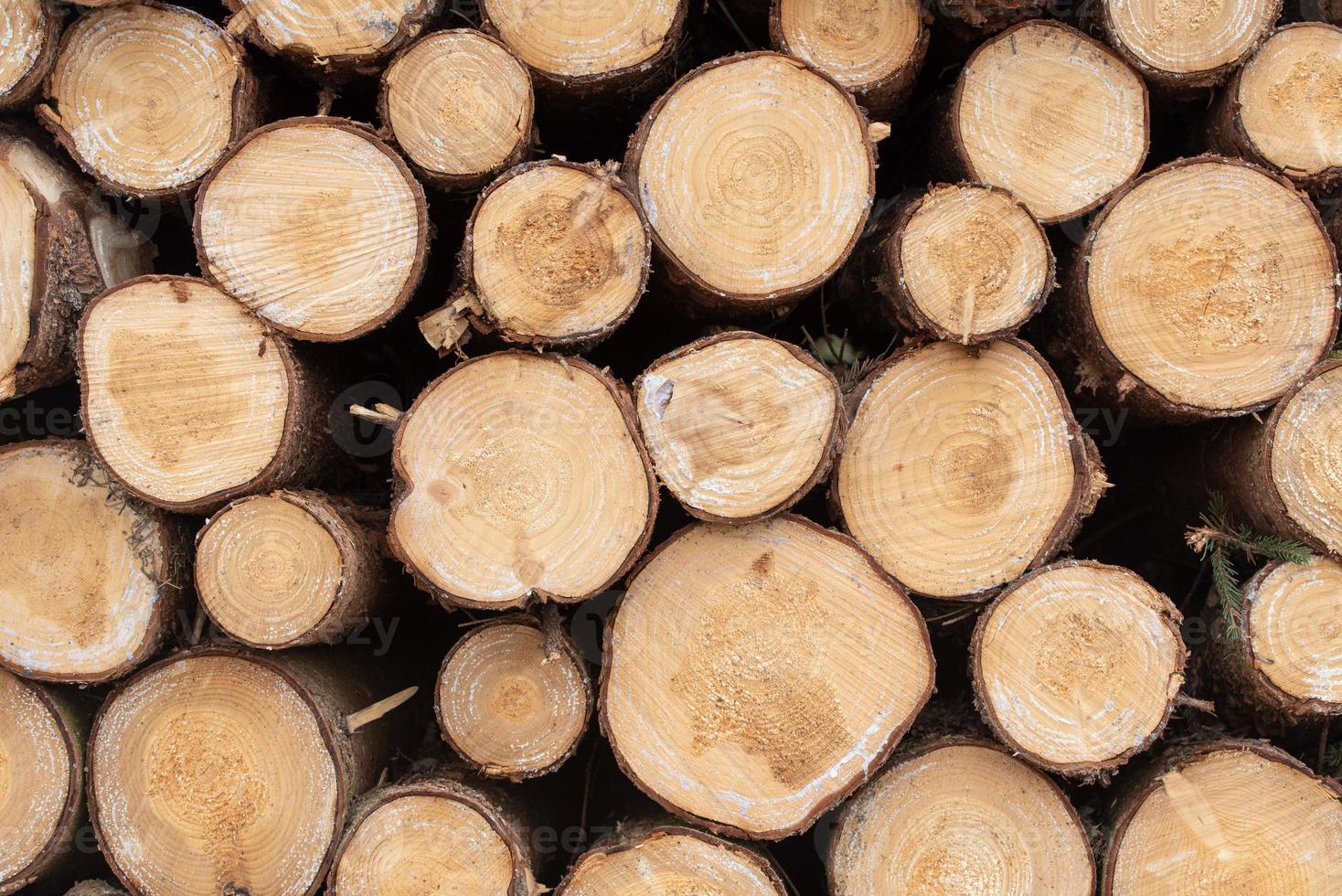 Several freshly felled logs lie on top of each other photo