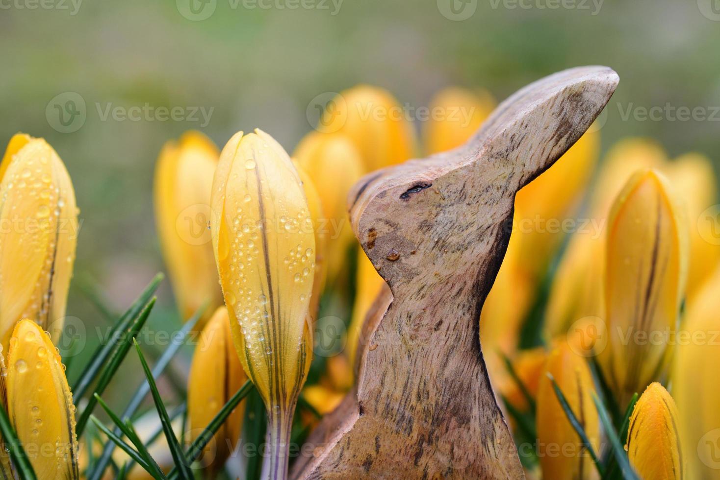Easter in Germany with a wooden Easter bunny standing between yellow crocus after the rain photo