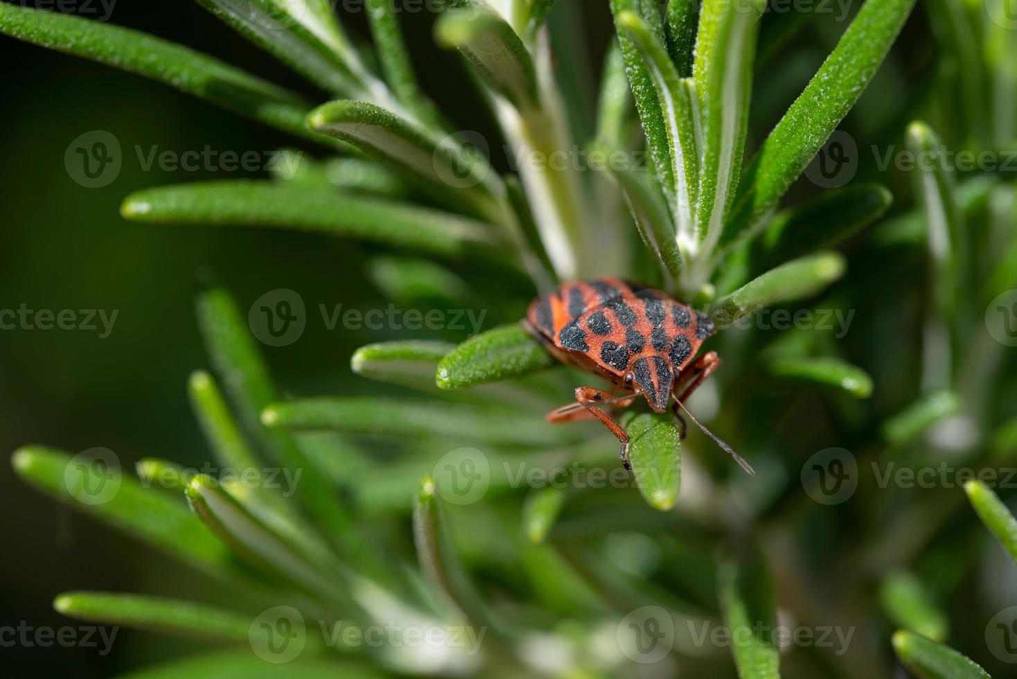 Close-up of a red and black strip bug peeking out from between the leaves of rosemary branches photo