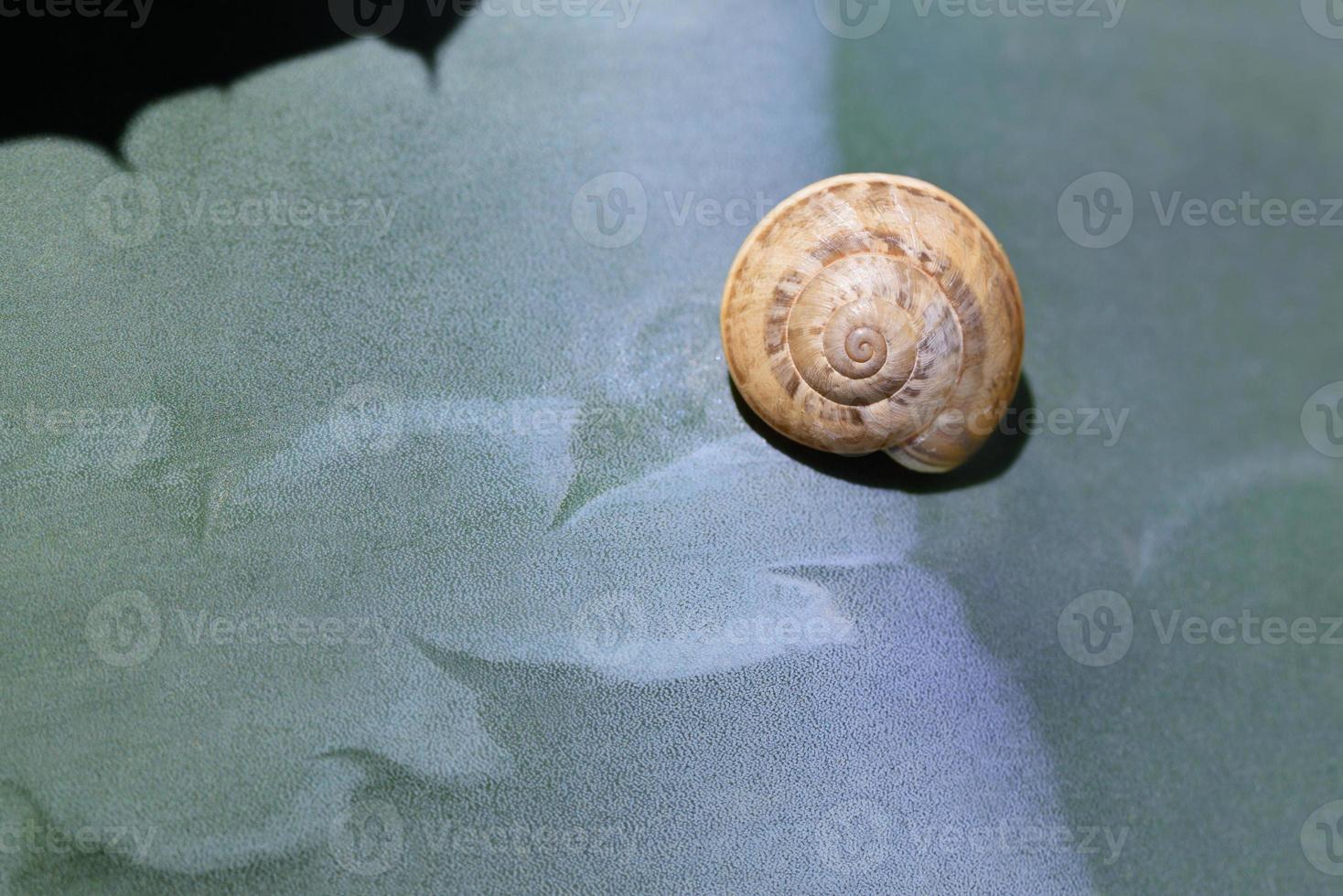 A snail with a house sits on the green leaf of an agave and the shadows of the spines stand out photo