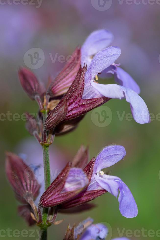 Close-up and detail shot of the purple flowers of sage in nature, against a green background in the garden, in portrait format photo