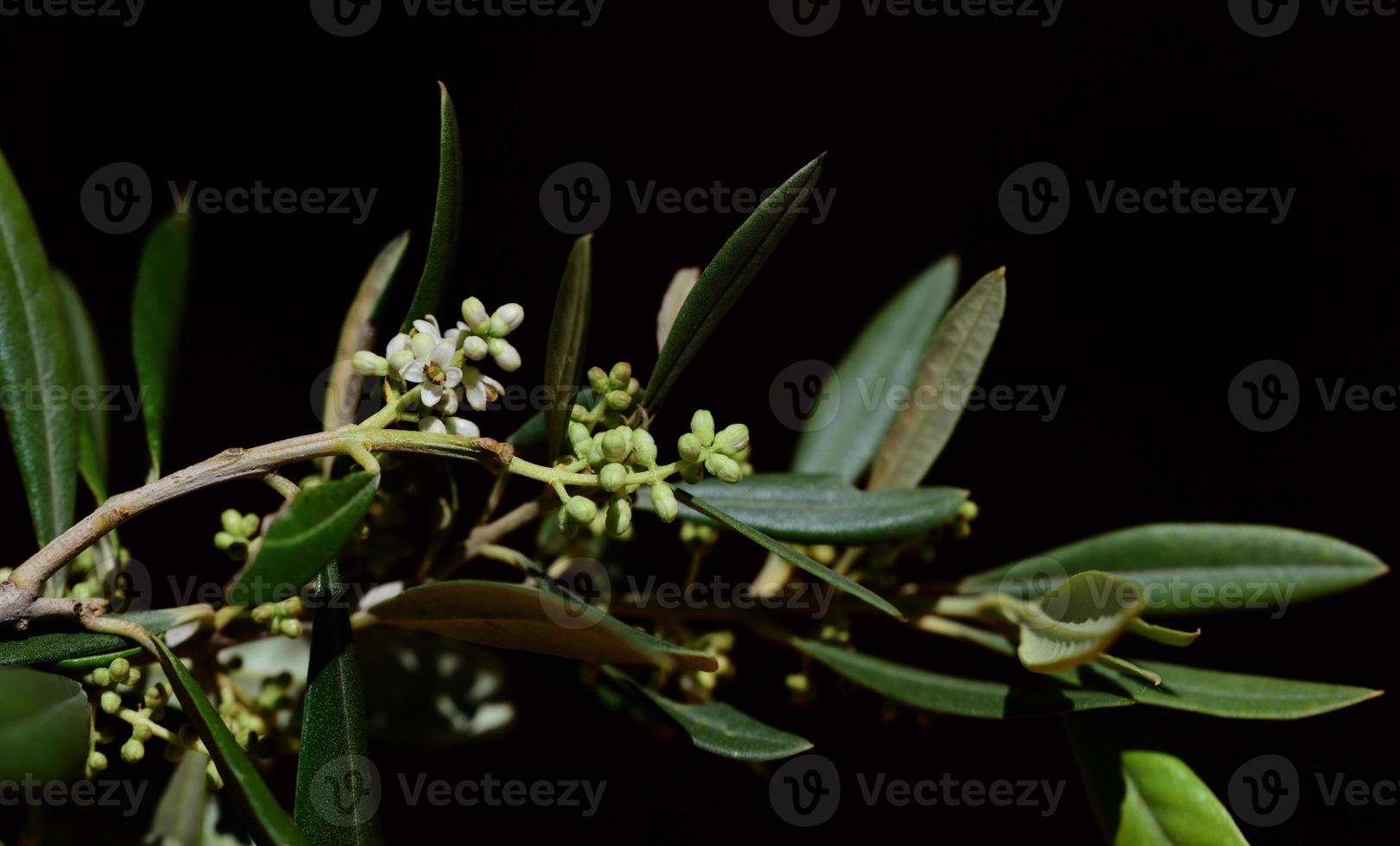 Tender buds of the olive blossom on the branch of an olive tree in spring photo