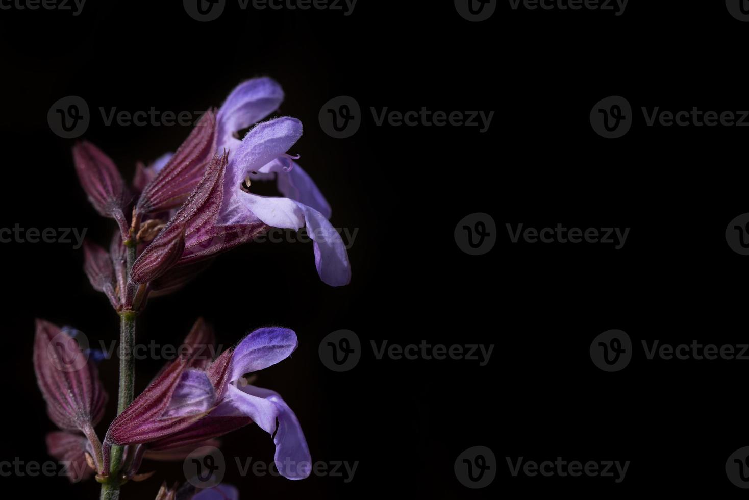 Close-up and detailed shot of the purple flowers of sage, against a dark background with space for text photo
