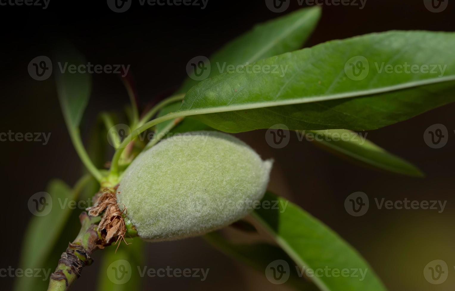 Close up of an unripe almond hanging on the branch of an almond tree with leaves photo