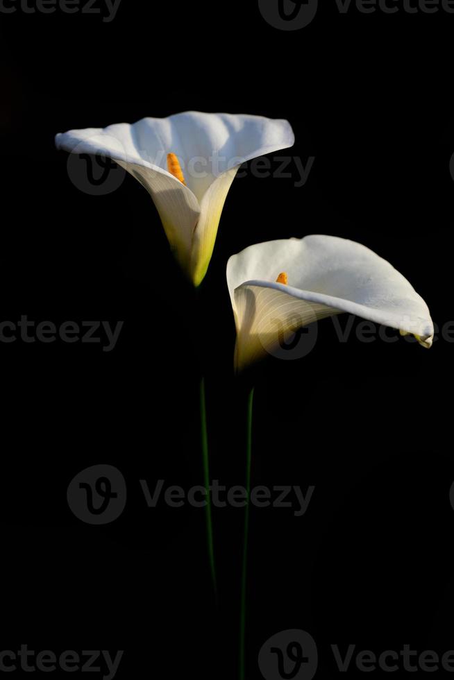 two white flowers of Zantedeschia aethiopica, commonly known as calla lily and arum lily, against a dark background photo