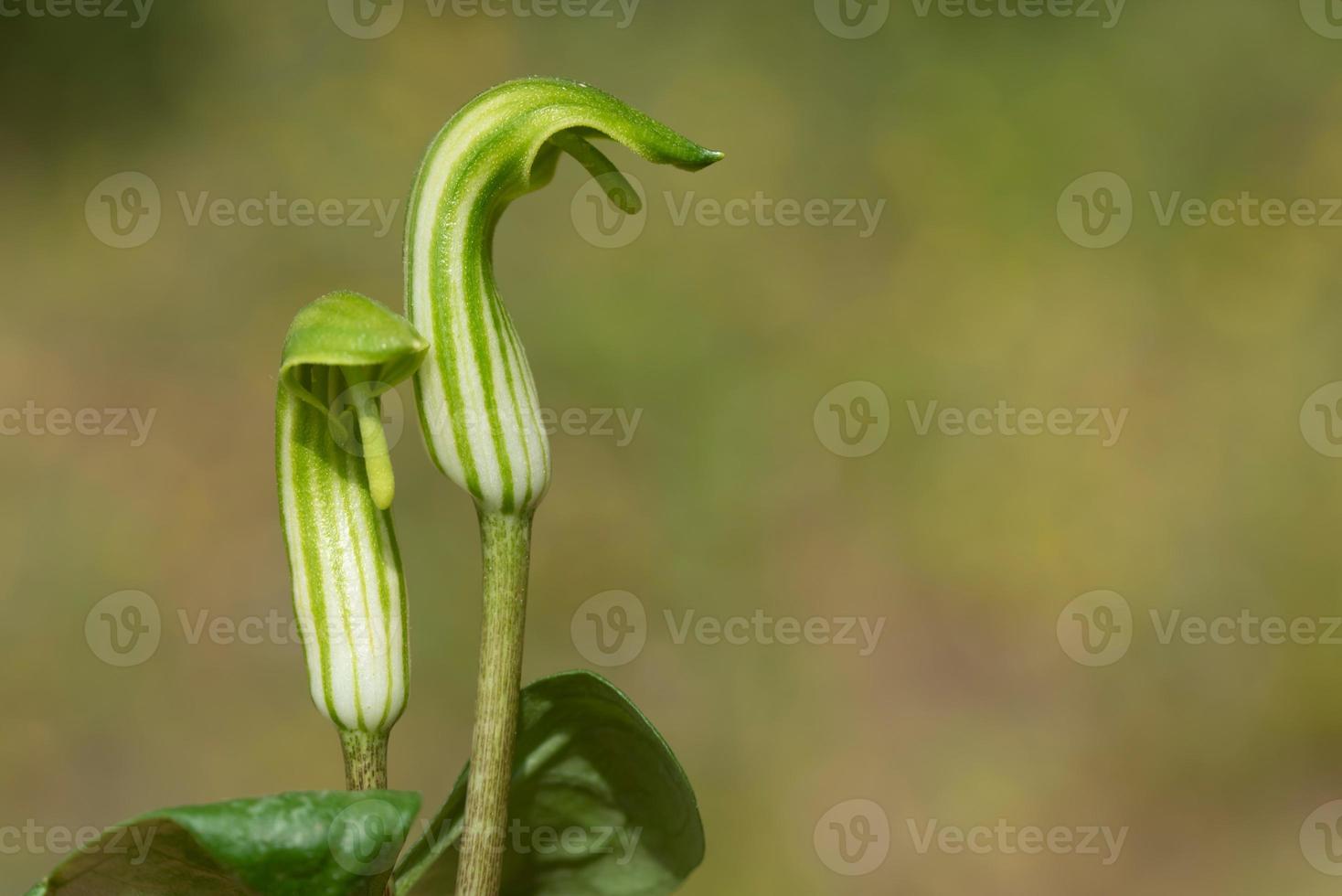Close up of blooming Arisaema or Fire Flask Lily which grows with green and white striped blooms in spring photo