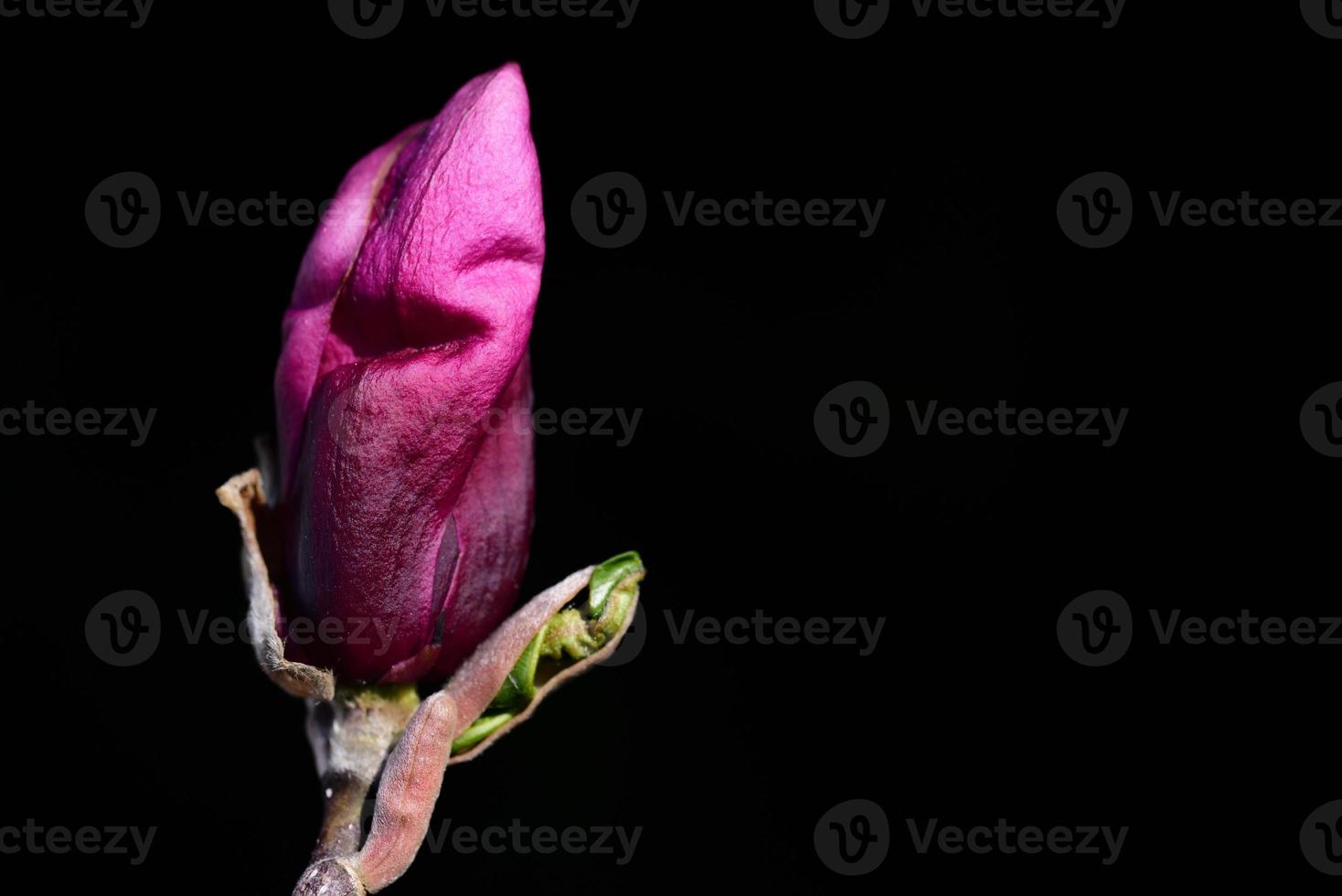 The red bud of an magnolia grows on a branch in nature against a black background photo