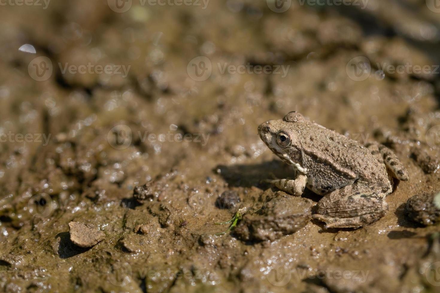 Close-up of a small water frog  sitting on brown wet mud at the shore in nature. The frog is well camouflaged. photo