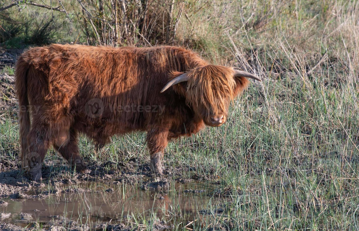 un ganado escocés de las tierras altas, con el pelo largo y peludo, se encuentra en un prado seco, al borde de un charco de lluvia foto