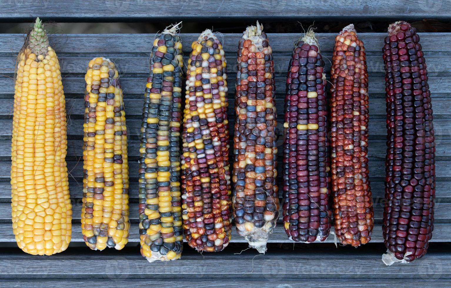 Several corn cobs in different colors lie next to each other on a wooden background. The bulbs are sorted by brightness. photo