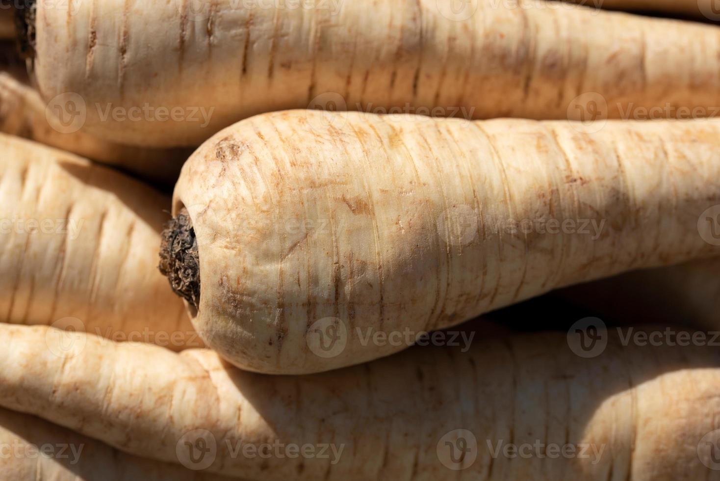 Close up and background of parsnips lying side by side photo