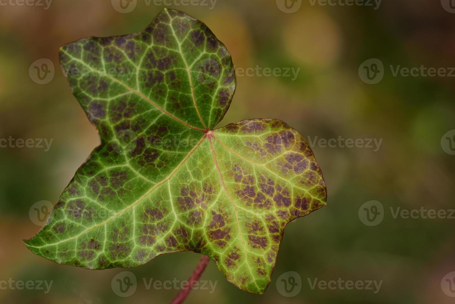 Close up of a green ivy leaf against a green background in nature photo
