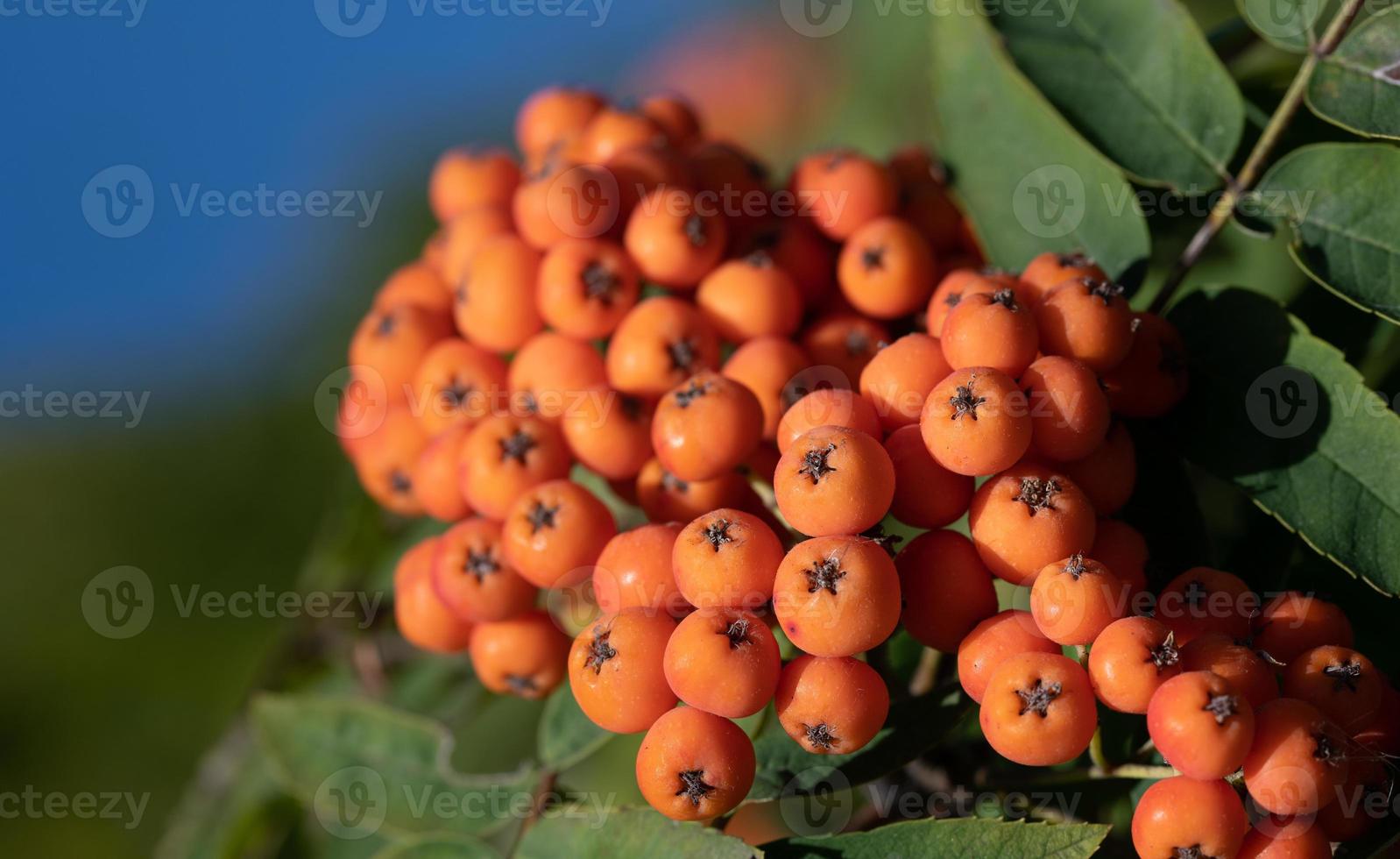 Close up of orange rowan berries growing in front of green leaves and against a blue sky. photo