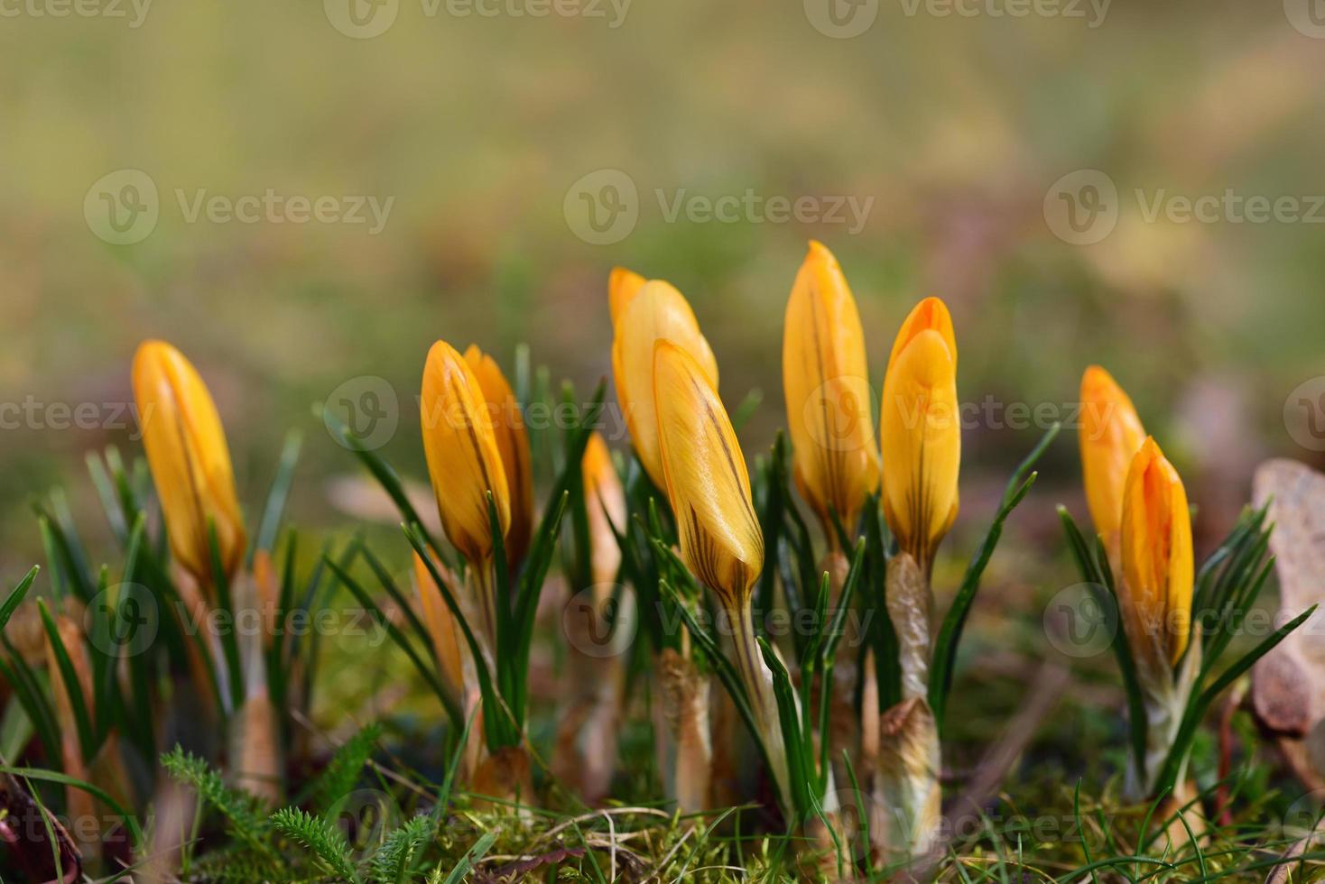 In spring, yellow crocus with yellow pollen grows in a meadow photo