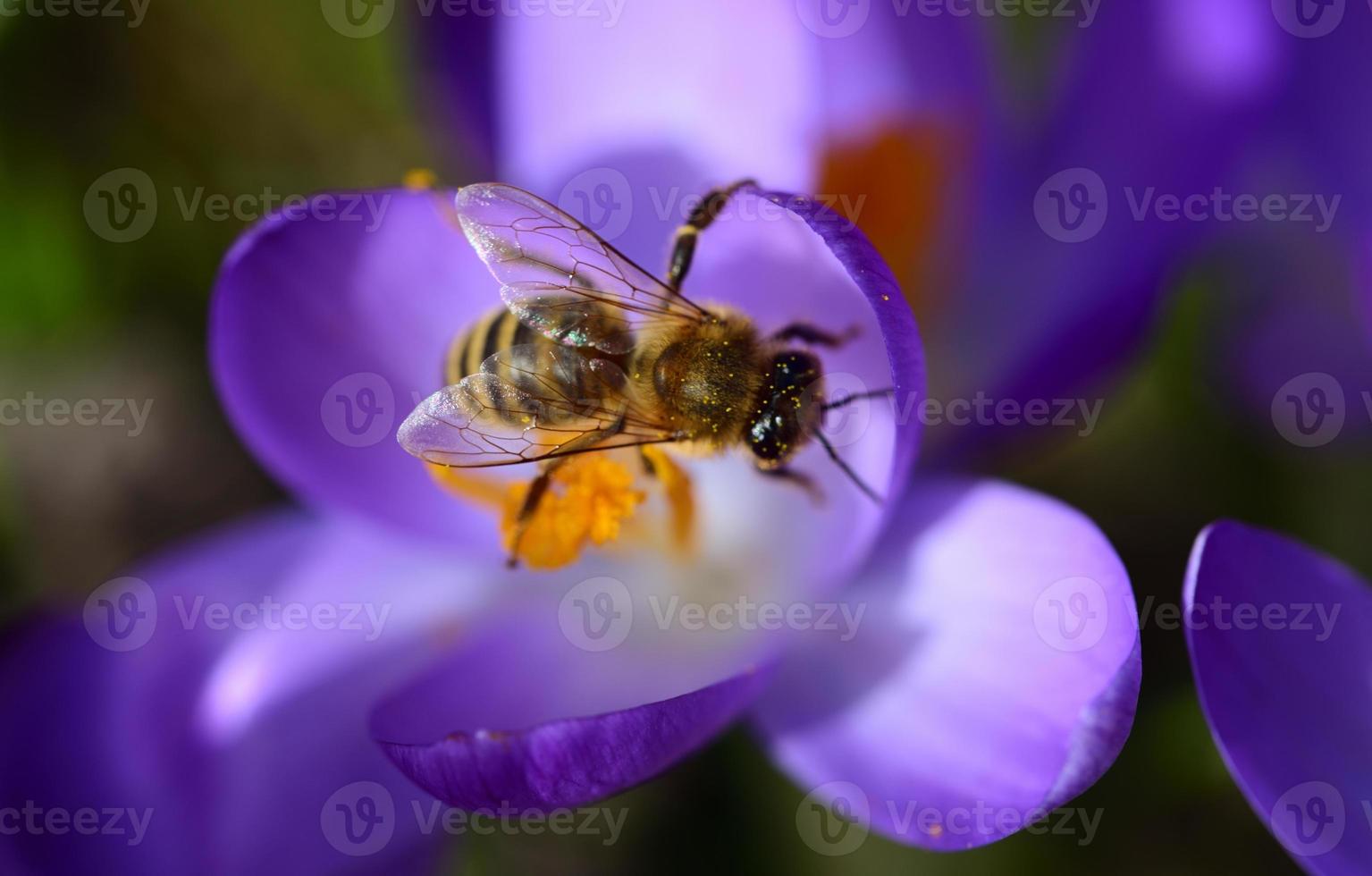 A honey bee collects pollen from a purple crocus in a meadow in Bavaria in springtime photo